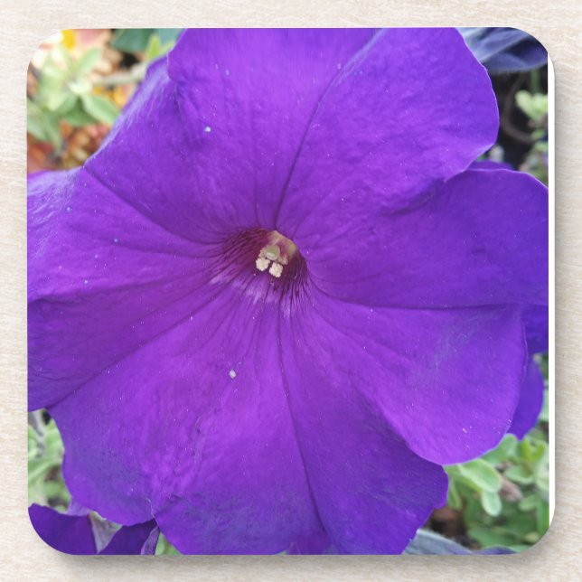 Purple Petunia Coster Coaster (Front)