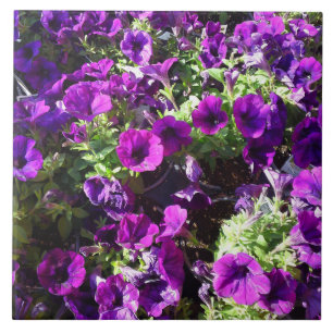 Purple Petunia Flower Tile