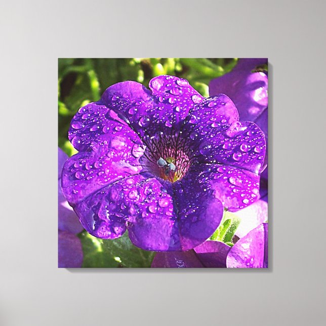 Purple Petunia in a Rain Shower Canvas Print (Front)