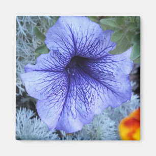 Purple Petunia Magnet