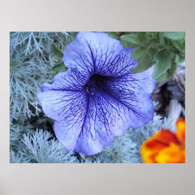 Purple Petunia Poster (Front)