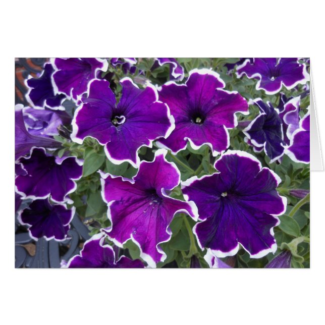Purple Petunias (Front Horizontal)