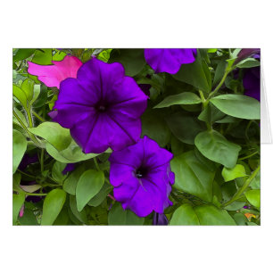 Purple Petunias - 5" x 7" Art Card