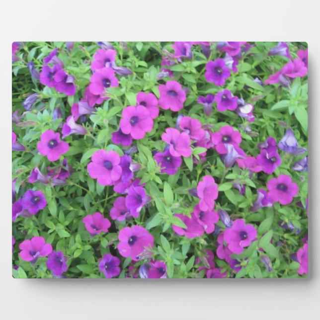 Purple Petunias Plaque (Front)