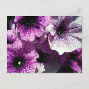 Purple Petunias Postcard