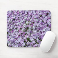 Purple Phlox Flowers