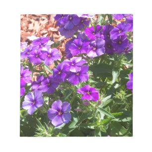 Purple Phlox flowers Notepad