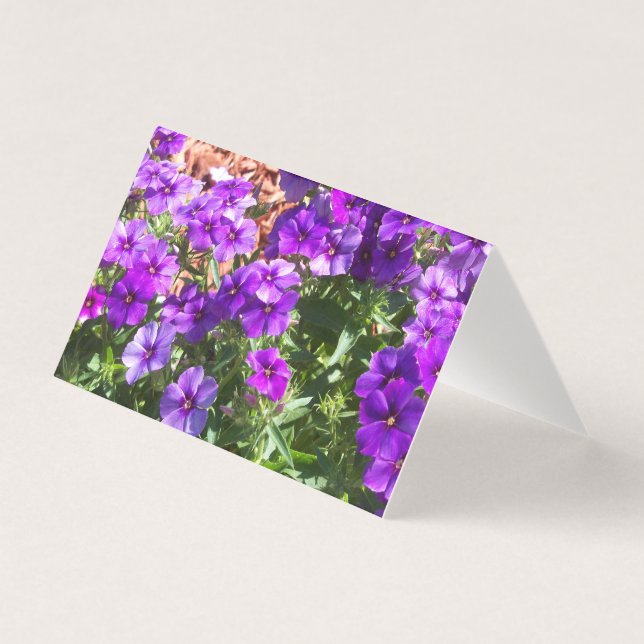 Purple Phlox flowers on a blank card (Front)