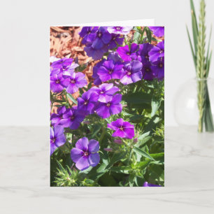 Purple Phlox flowers on a blank greeting card