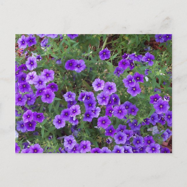 Purple Phlox flowers on a Postcard (Front)