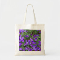 Purple Phlox flowers on a