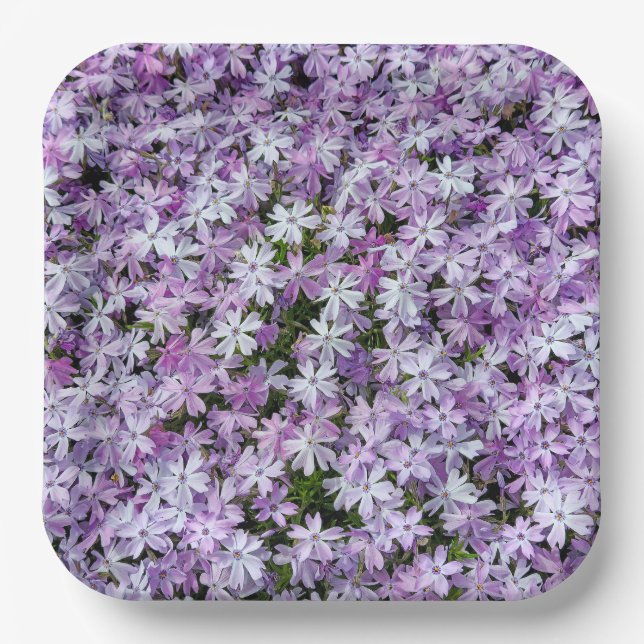 Purple Phlox Flowers Paper Plate (Front)