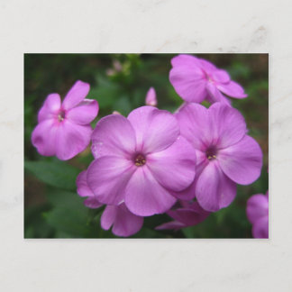 Purple Phlox Flowers Postcard
