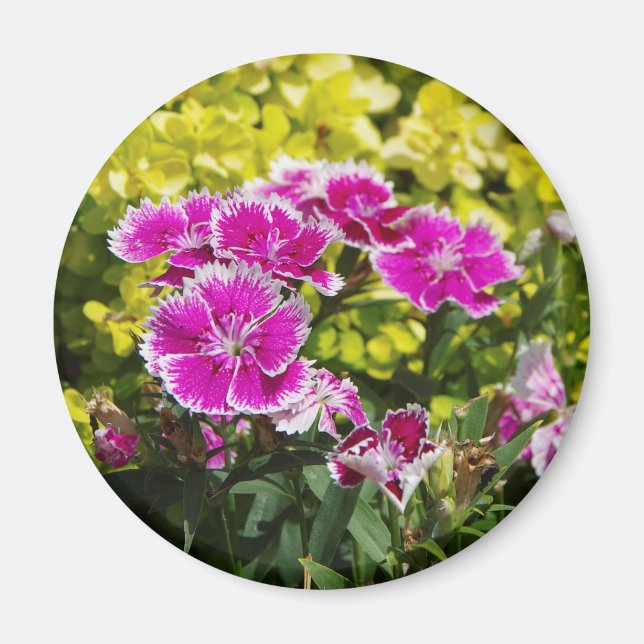 Purple Picotee magnet (Front)