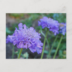 Purple Pincushion Flowers Postcard