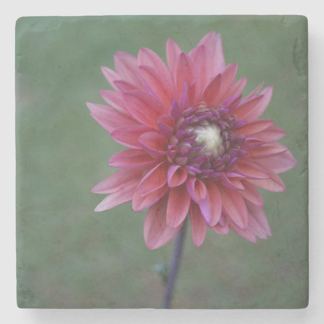 Purple Pink Dahlia 2 Stone Coaster (Front)