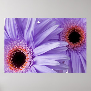 Purple Pink Daisy Customised Daisies Template Poster