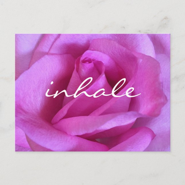 Purple Pink Rose Flower Bold Photo Inhale Script Postcard (Front)