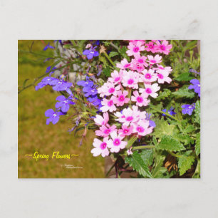 Purple pink spring flowers Postcard