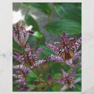 Purple pink white striped orchid like flower lilly
