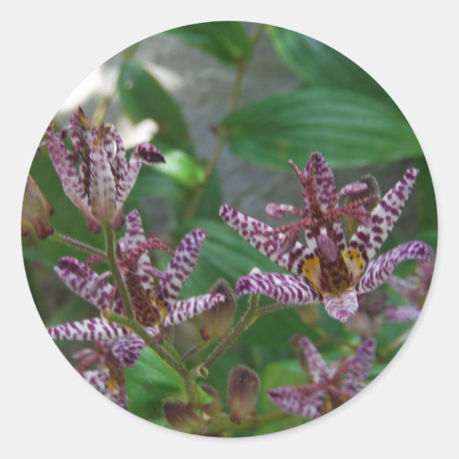 Purple pink white striped orchid like flower lilly classic round sticker (Front)