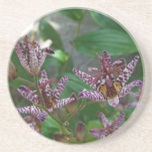 Purple pink white striped orchid like flower lilly coaster