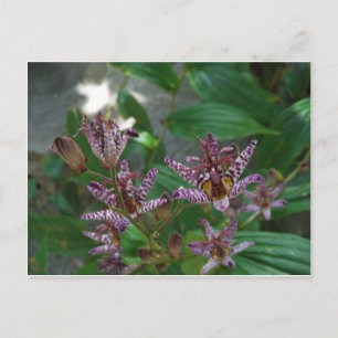 Purple pink white striped orchid like flower lilly postcard
