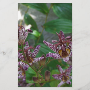 Purple pink white striped orchid like flower lilly stationery