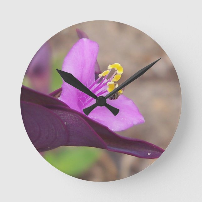 purple plant called spiderwort and a tiny bee round clock (Front)