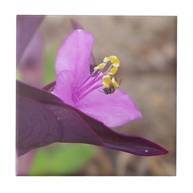 purple plant called spiderwort and a tiny bee tile (Front)