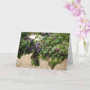 Purple Plum Tree Card