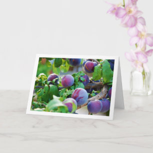 Purple Plum Tree Portrait Card
