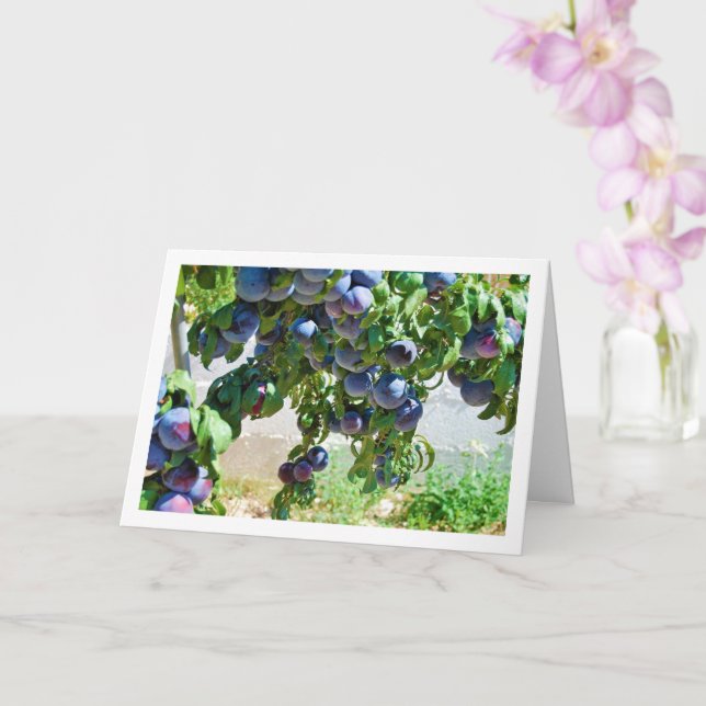 Purple Plums Hanging from Tree Card (Orchid)