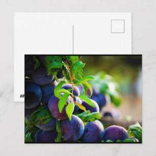 Purple Plums on Tree Postcard