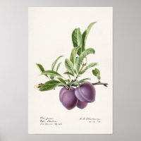 Purple Plums (Prunus Domestica) Fruit Painting