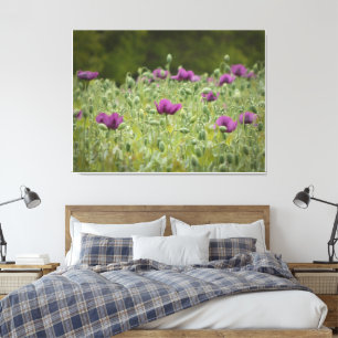Purple Poppies in Blooming Meadow Canvas Print