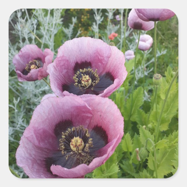 Purple Poppy Poppies Flower Car Air Freshener Square Sticker (Front)