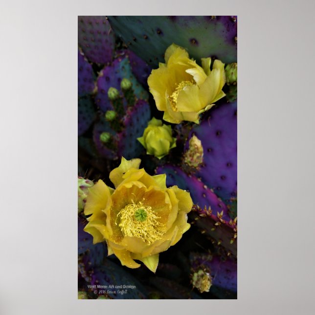 Purple prickly pear opuntia cactus yellow flowers poster (Front)
