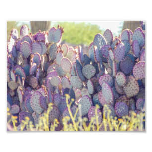 Purple Prickly Pears Photo Print