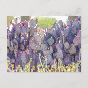 Purple Prickly Pears   Postcard
