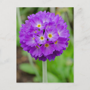 Purple Primula Flower Postcard