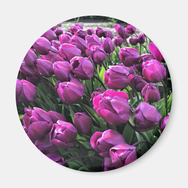 Purple Prince Tulips Magnet (Front)