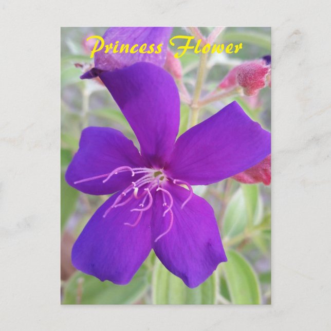 Purple Princess Flower - snail mail postcard (Front)