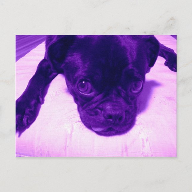 Purple Pug Postcard (Front)
