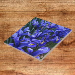 Purple Reticulated Irises Floral Tile