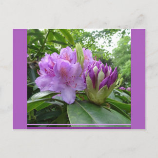 Purple Rhododendron Flowers & Buds DIY Postcard 