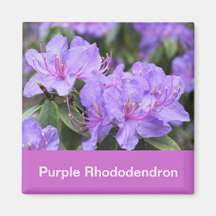 purple rhododendron magnet