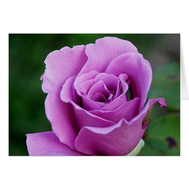 Purple Rose (Front Horizontal)