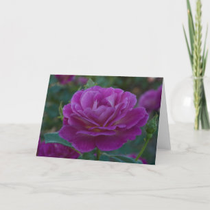 Purple Rose All Occasion Greeting Card