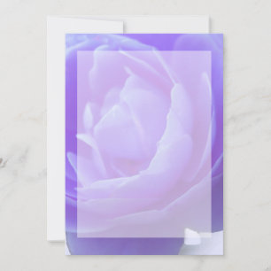 purple rose flower